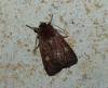 Xestia xanthographa